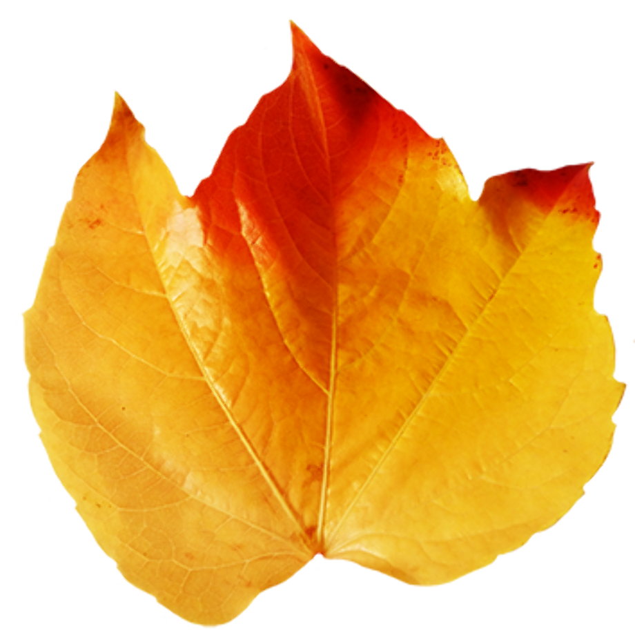 fall leaf clipart real