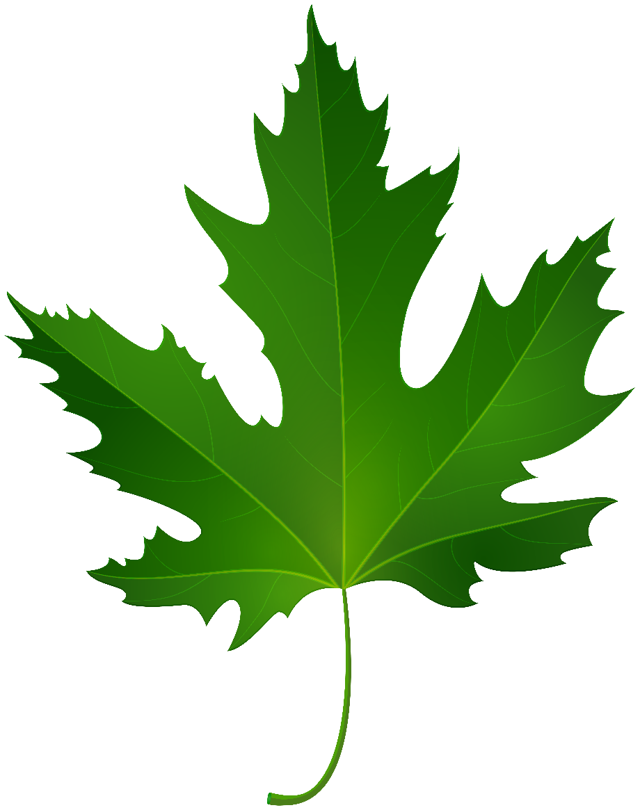 Download High Quality leaf clipart realistic Transparent
