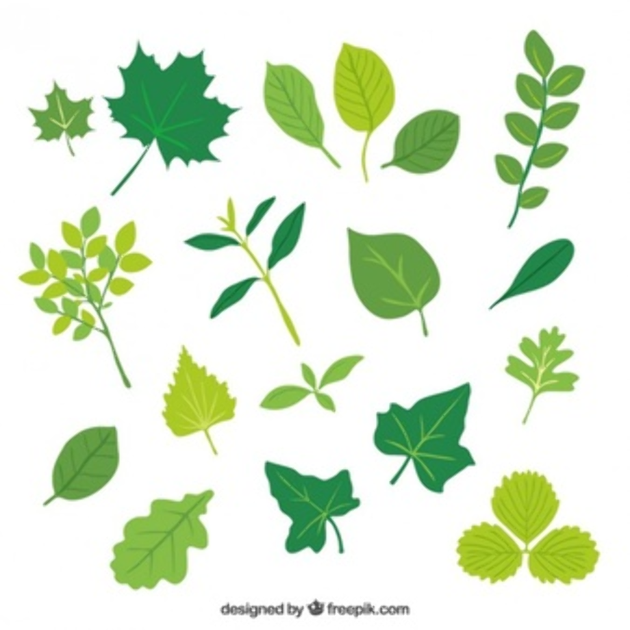 leaves clipart vector