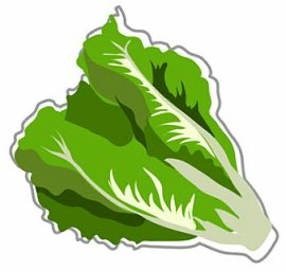 Download High Quality lettuce clipart Transparent PNG Images - Art Prim ...