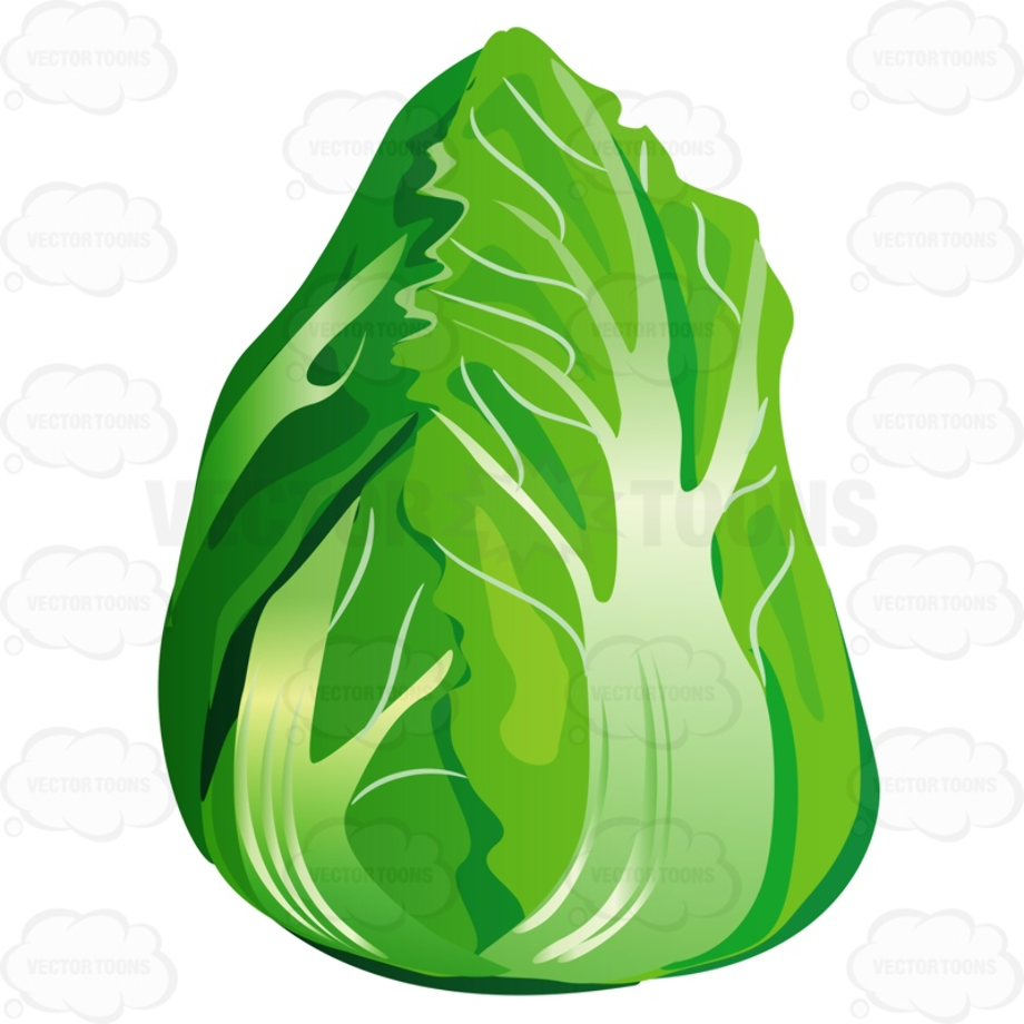 lettuce clipart vector