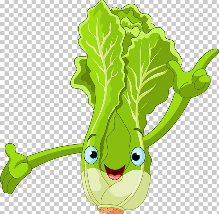 lettuce clipart chinese