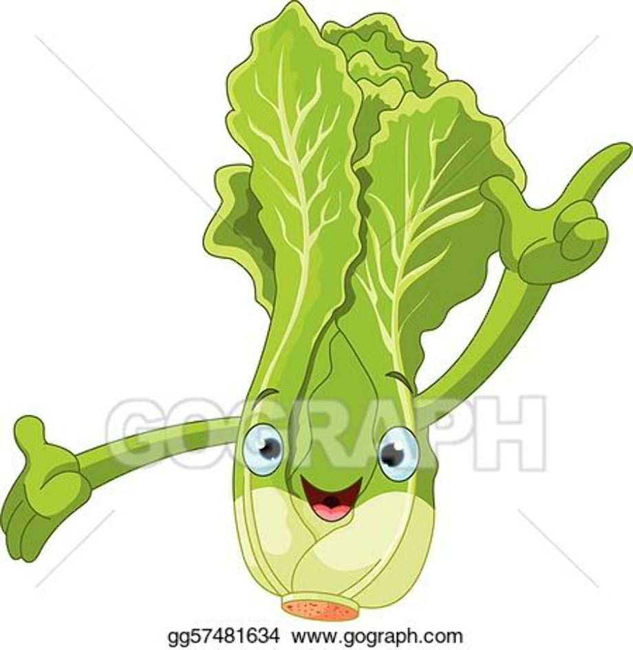 Download High Quality lettuce clipart illustration Transparent PNG