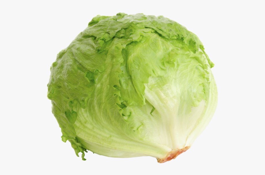 lettuce clipart lechuga