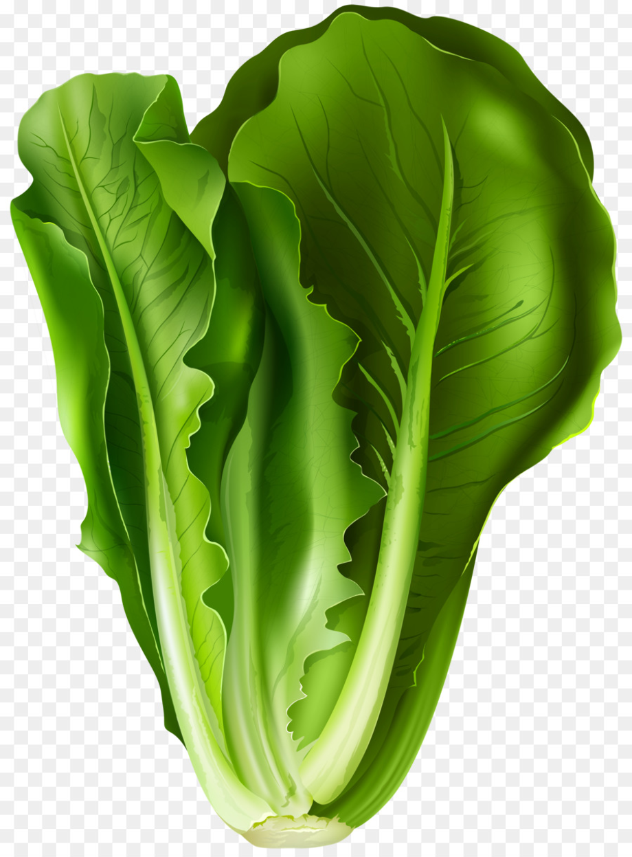 lettuce clipart transparent