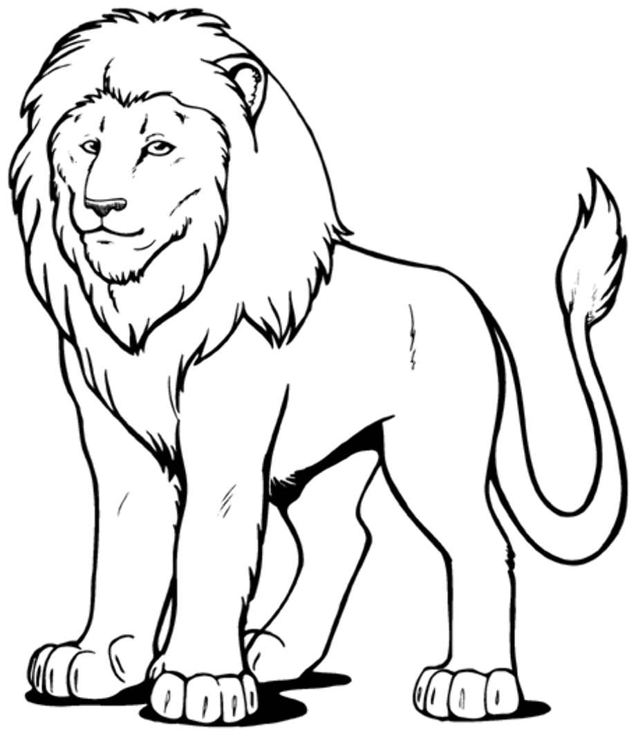 black and white clipart lion