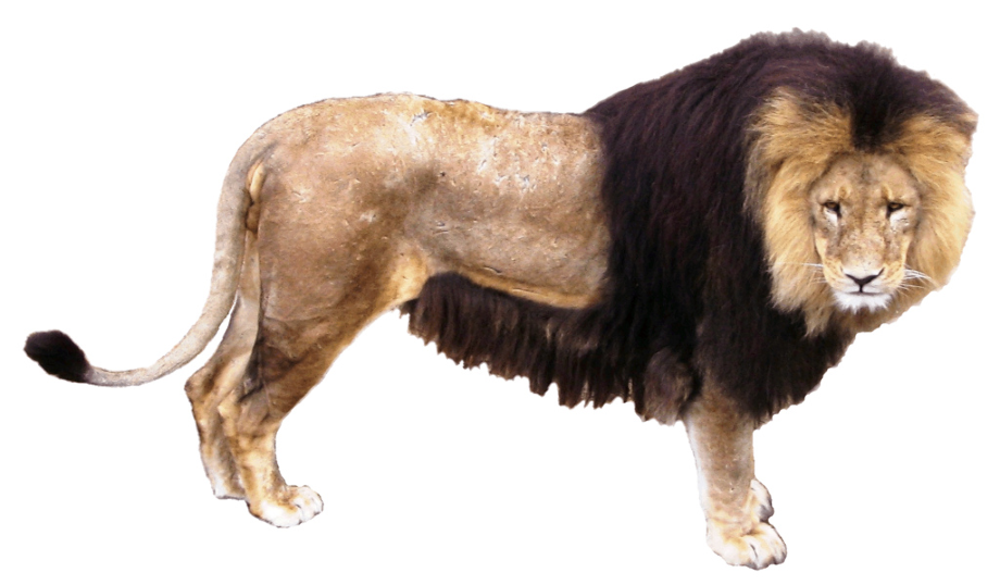 lion clipart real