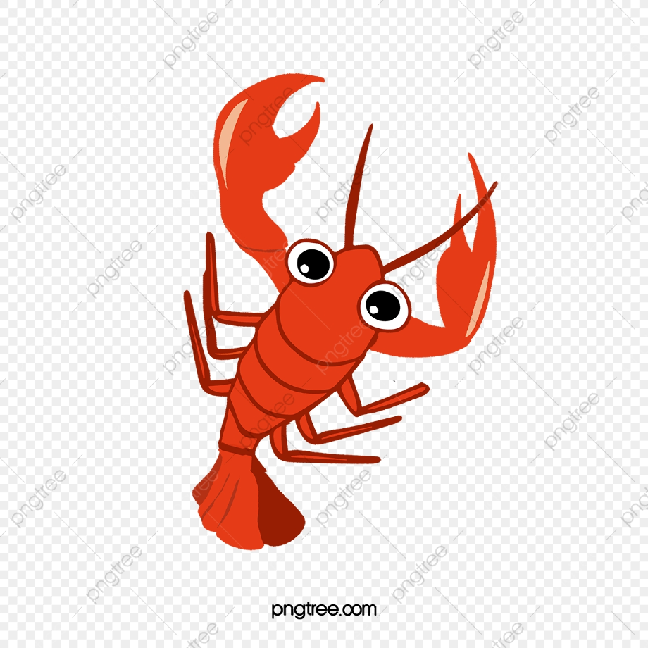 shrimp clipart realistic