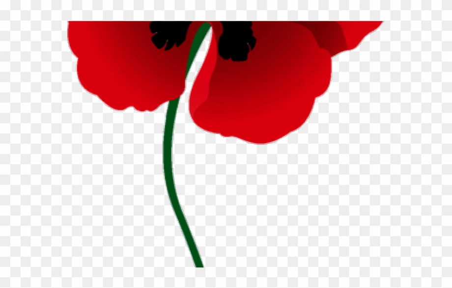 remembrance poppy black background