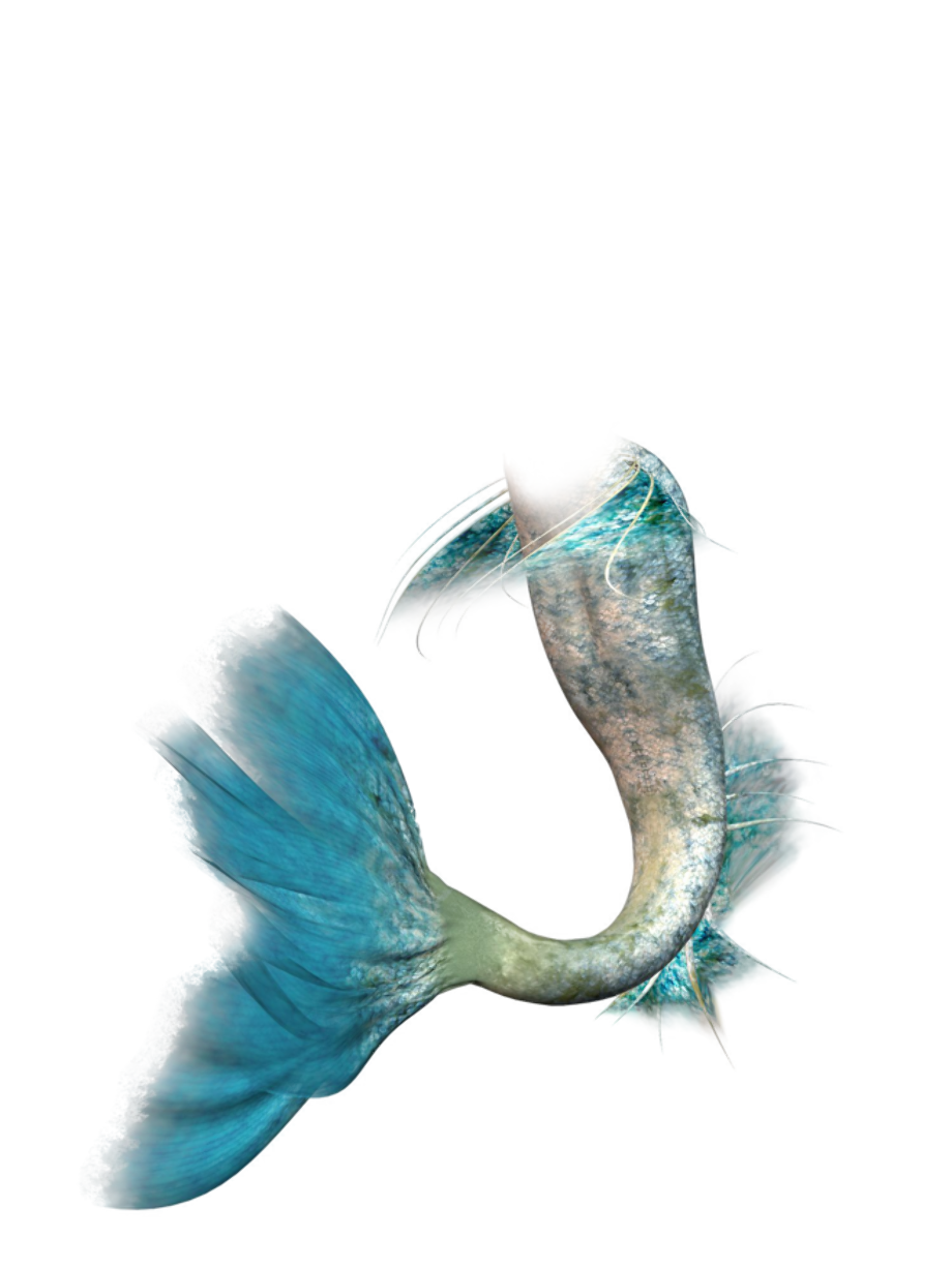 Download High Quality mermaid clip art siren Transparent PNG Images