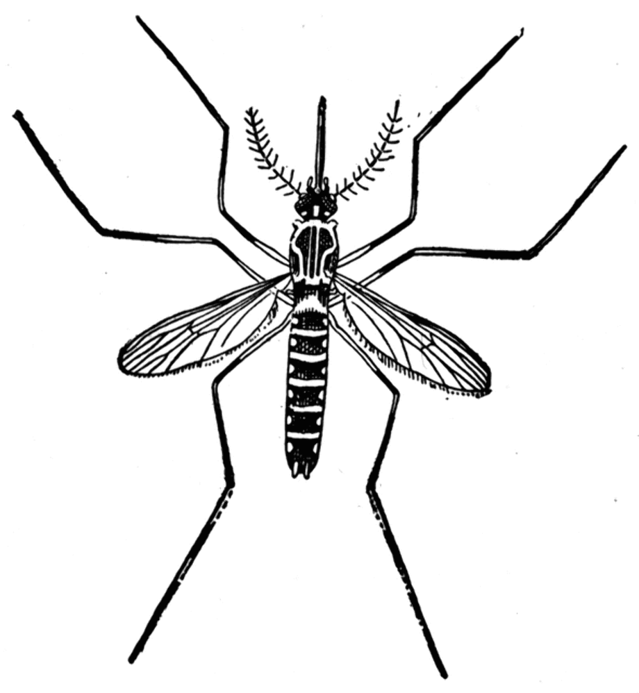 mosquito clipart malaria