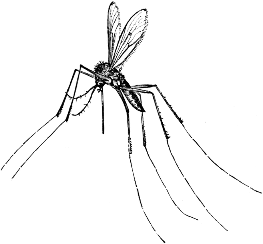 mosquito clipart evil