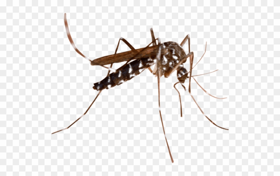 Download High Quality mosquito clipart transparent background