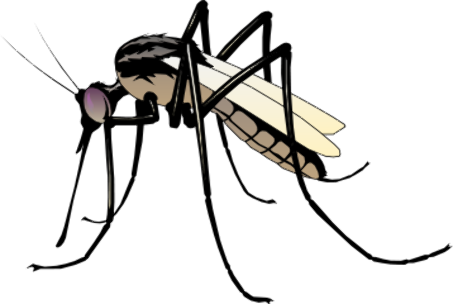 mosquito clipart zika
