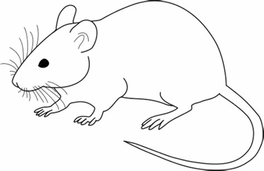 rat clipart realistic