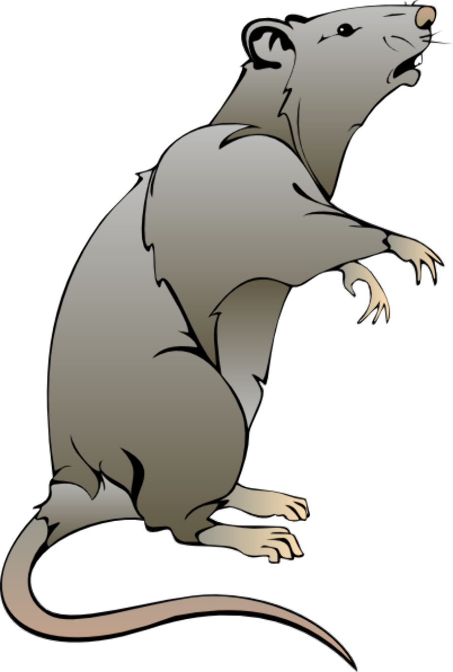 rat clipart vector