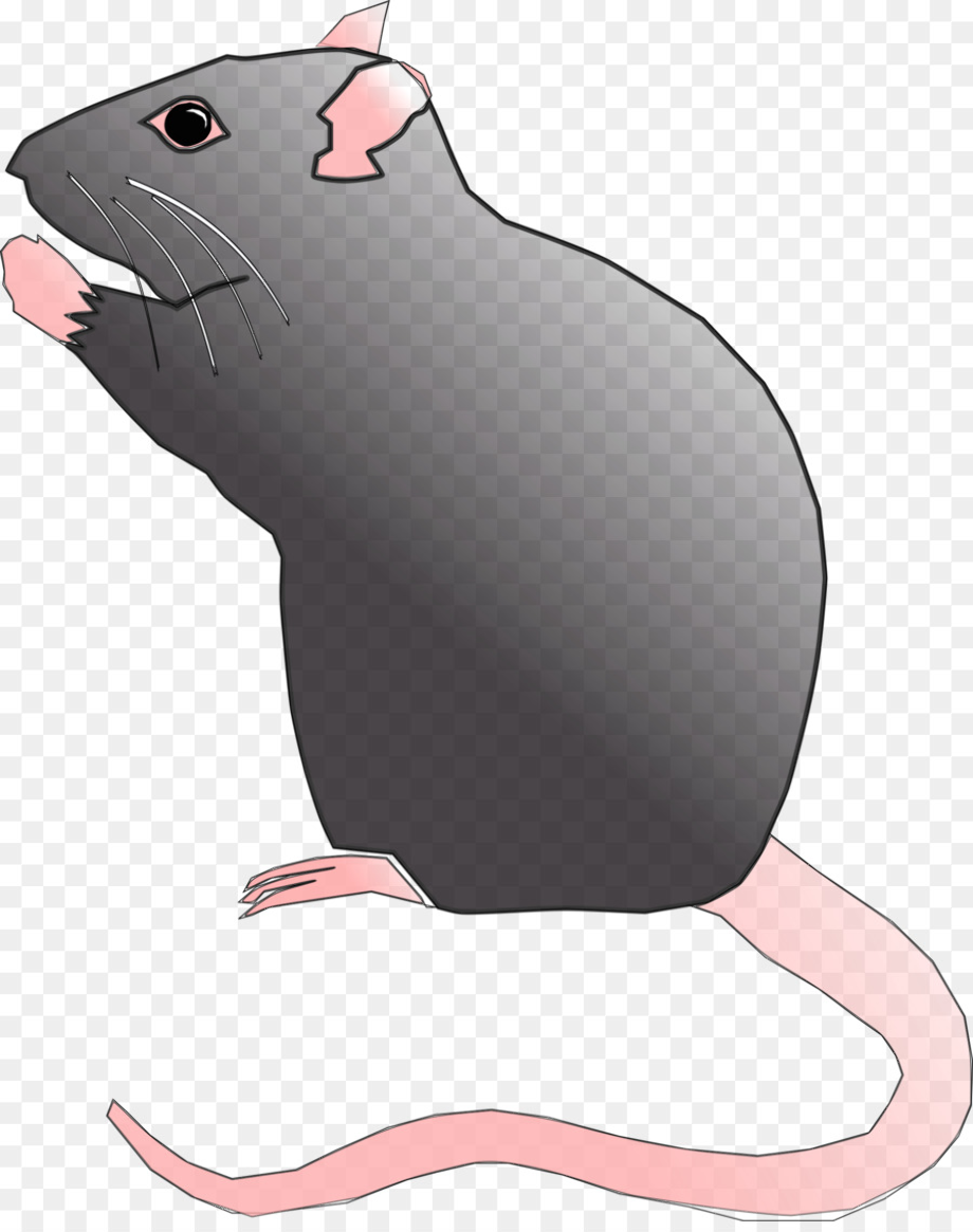 rat clipart standing