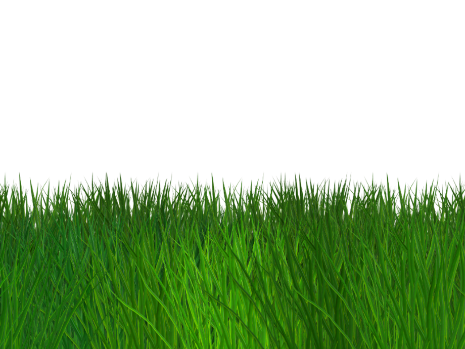 grass transparent border
