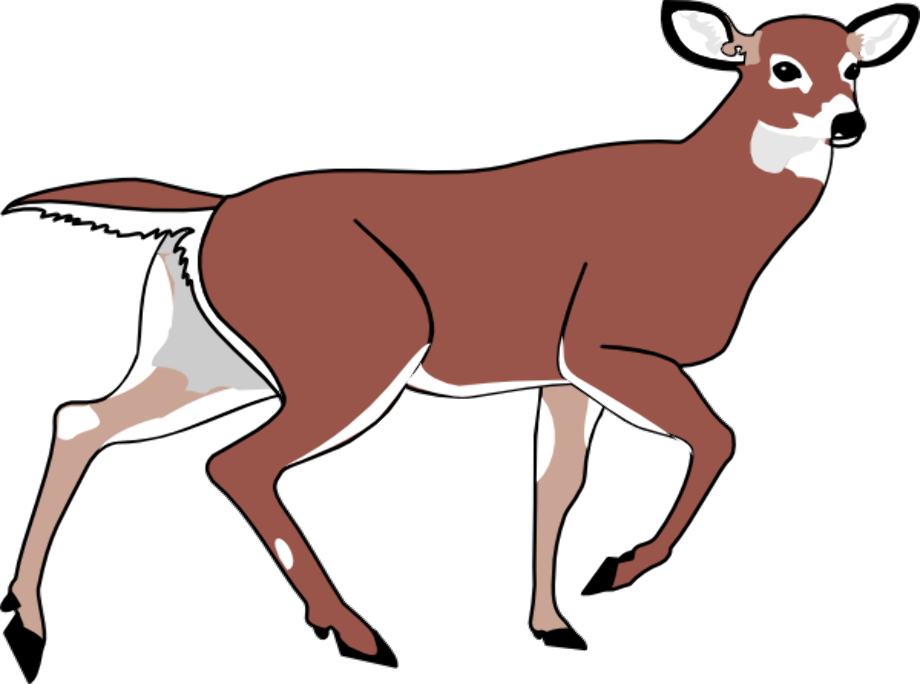 deer clipart realistic