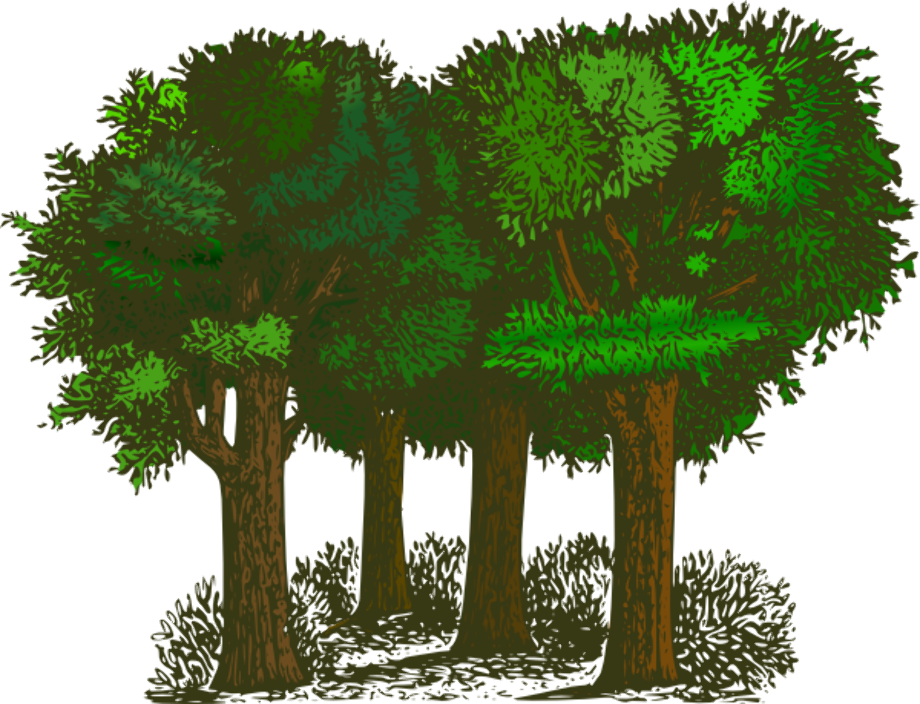 Forest animated