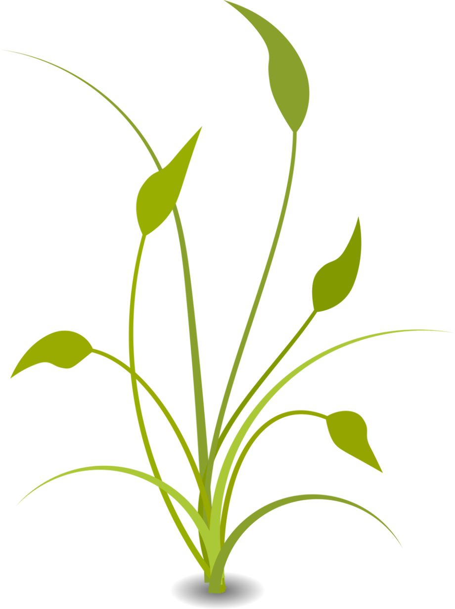 plant clipart clear background