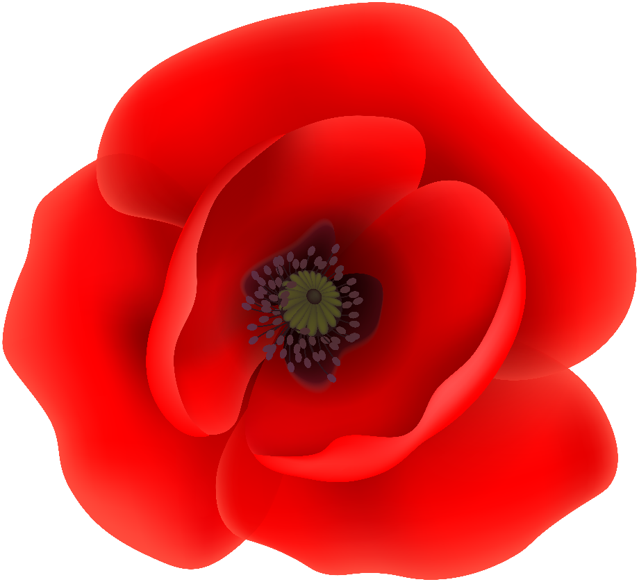 remembrance day poppy png