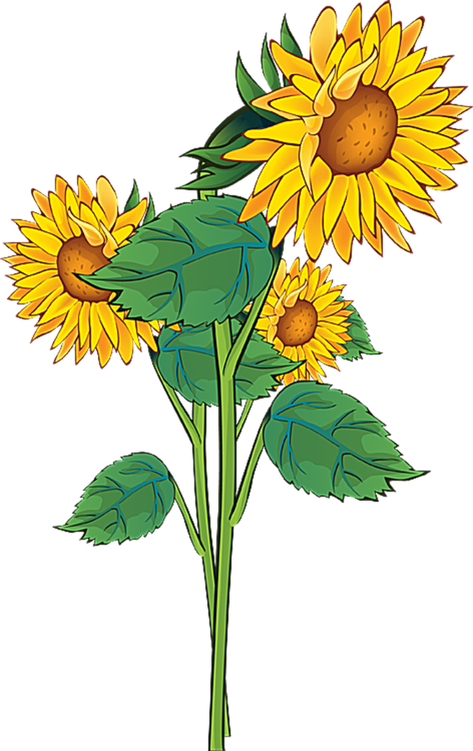 Flower clipart sunflower