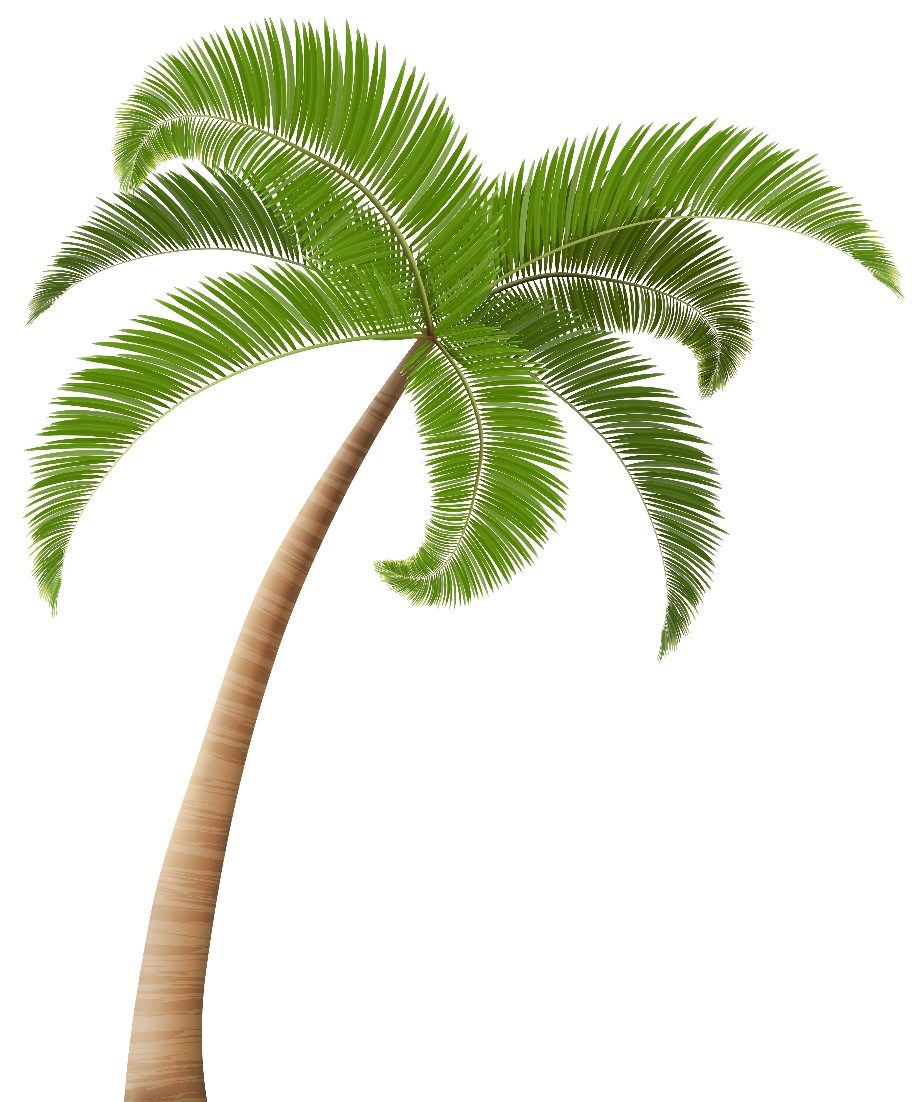 palm tree clipart transparent background