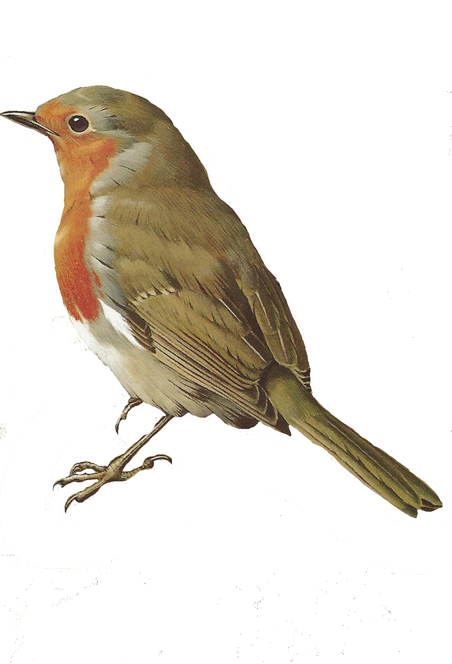 bird clipart robin