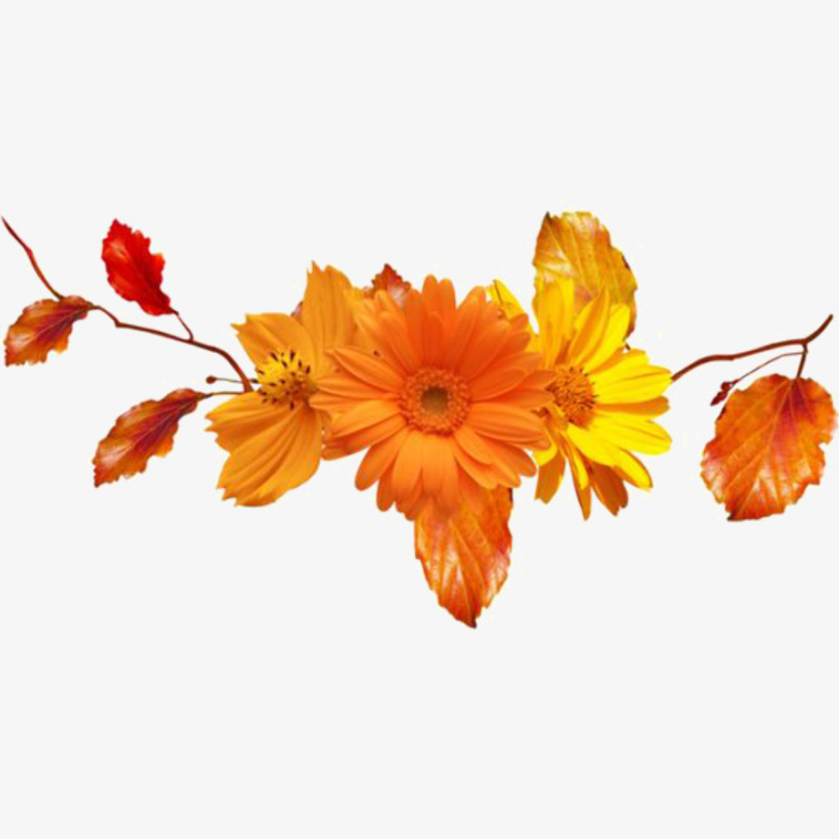 Download High Quality orange clipart flower Transparent PNG Images ...
