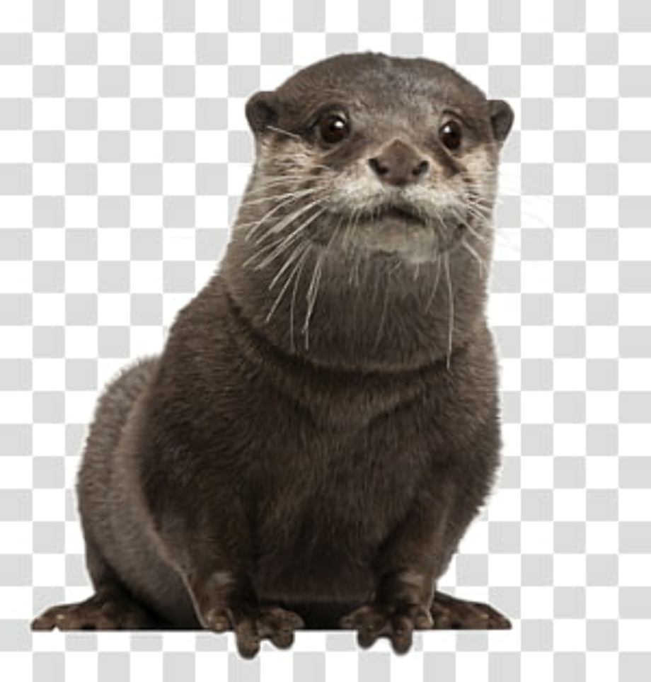 otter clipart transparent