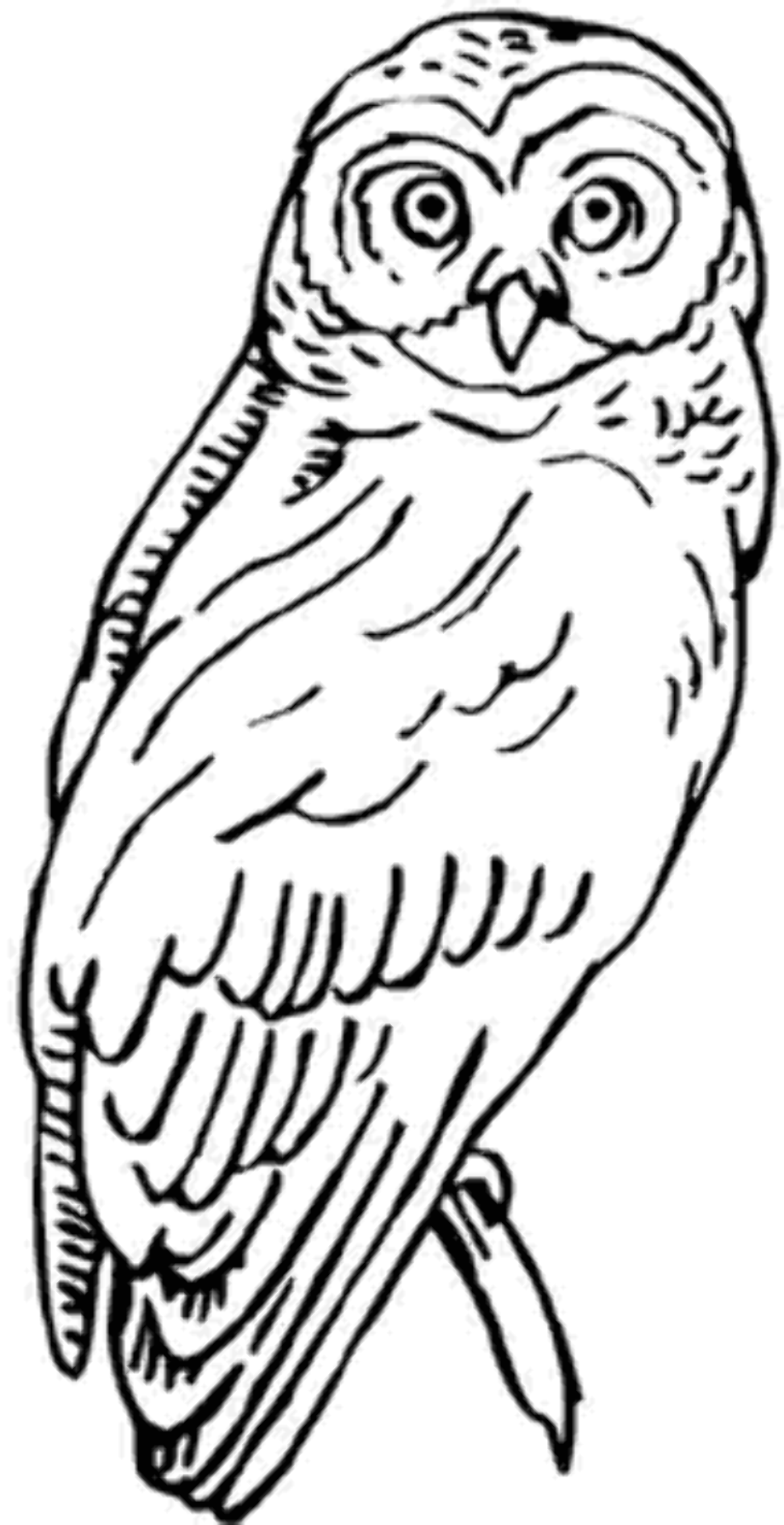 swirl white owl