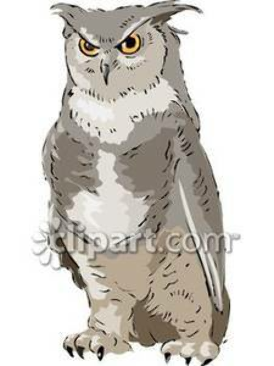 owl clipart realistic