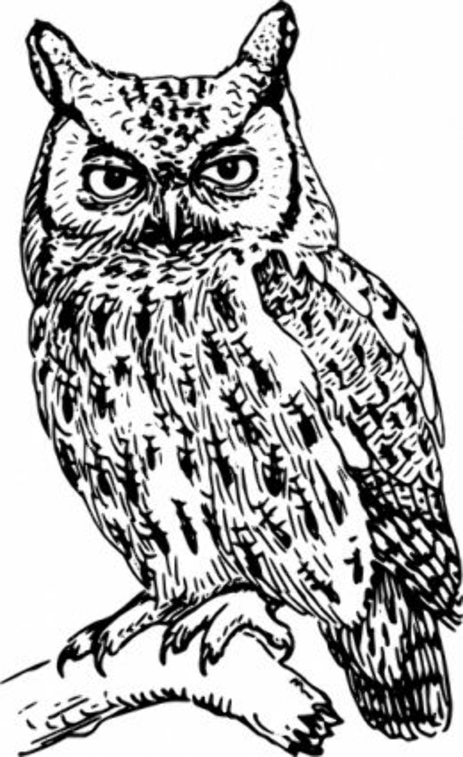 owl clipart black and white tree