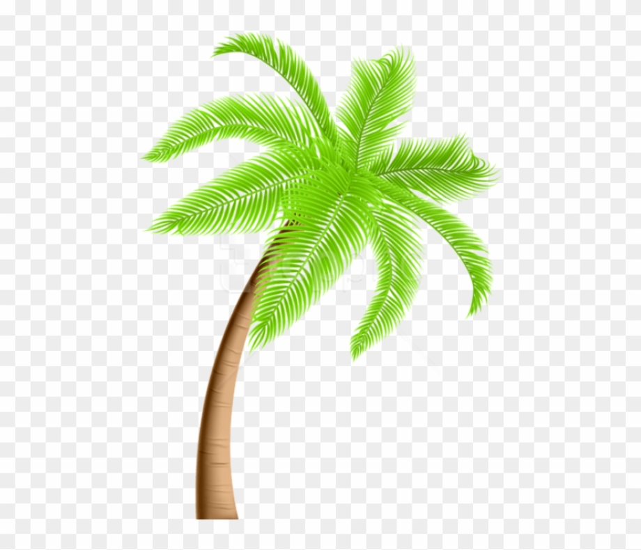 Download High Quality palm tree clipart transparent background