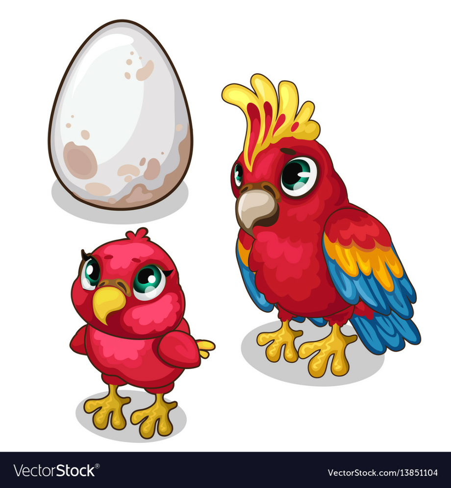 parrot clipart baby