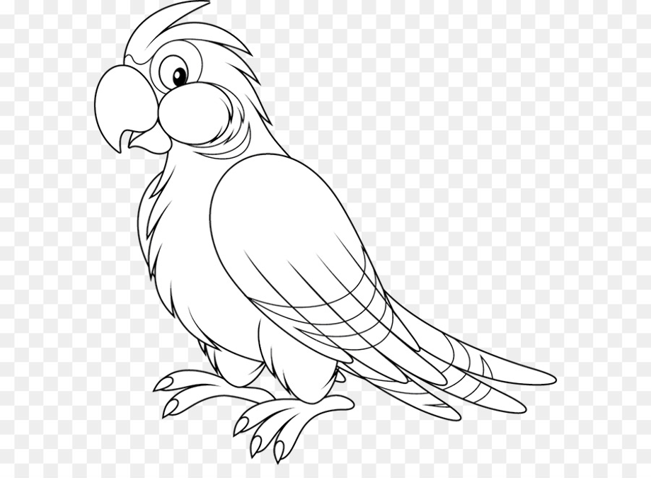 parrot clipart drawing
