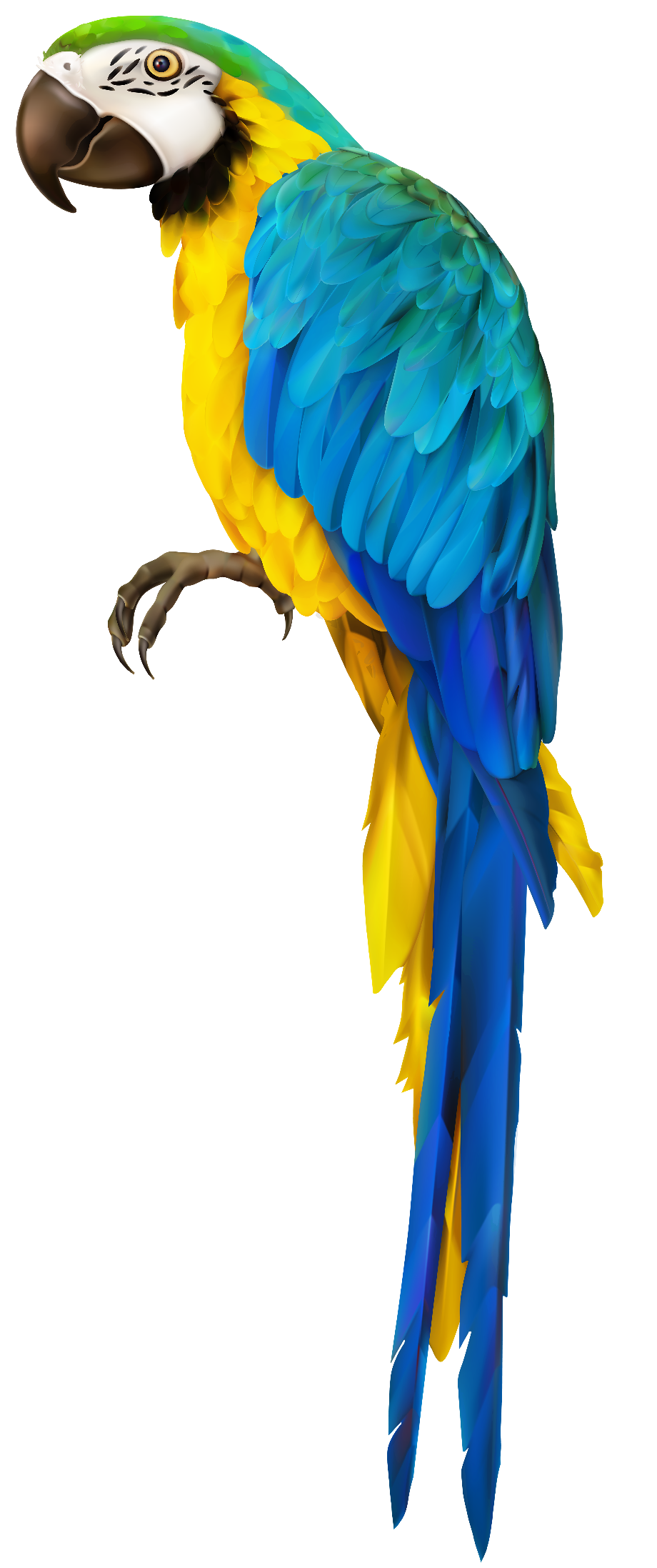 Clipart Collection Parrot Png Transparent Background Free Download Images