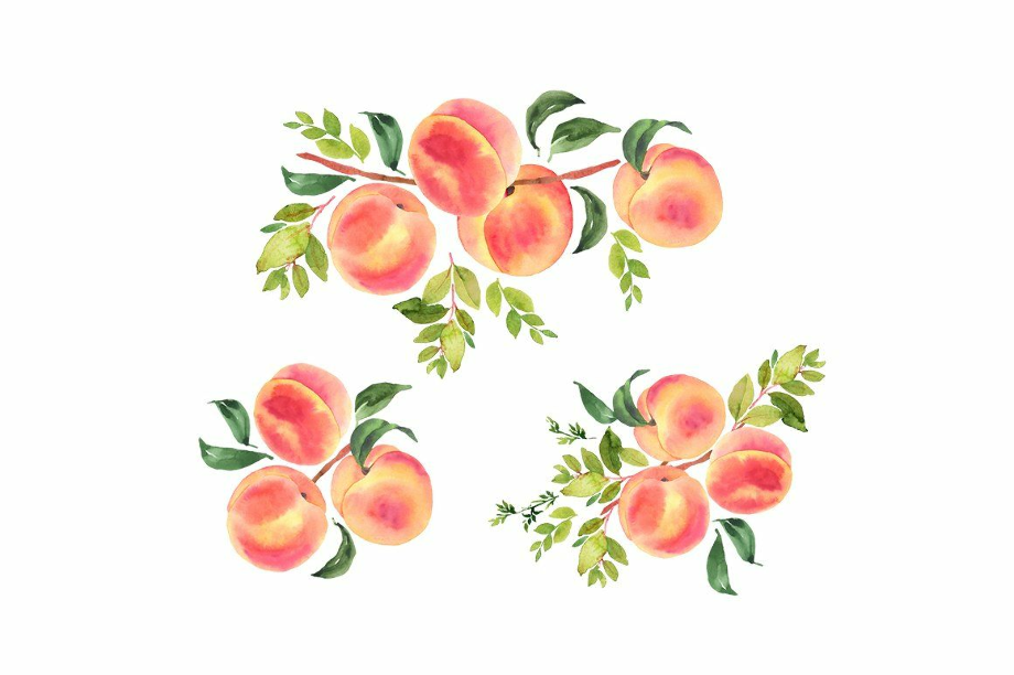 peach clipart watercolor