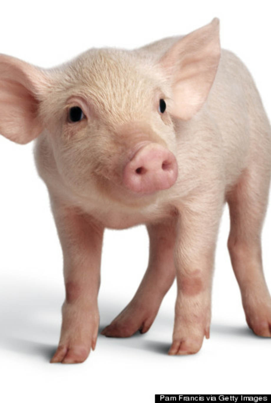 Download High Quality pig clipart realistic Transparent PNG Images