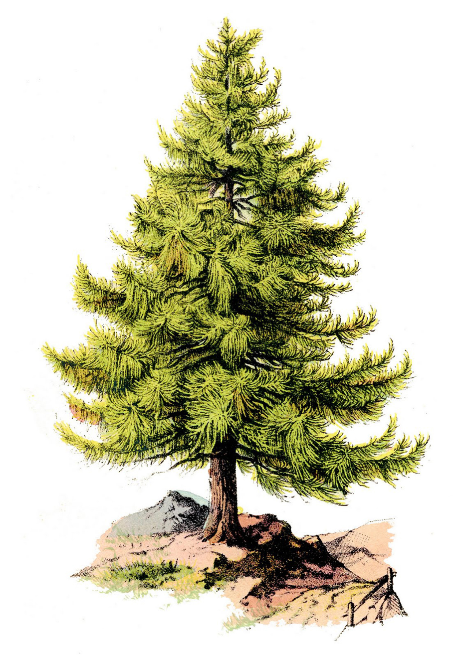 Download High Quality pine tree clip art realistic Transparent PNG