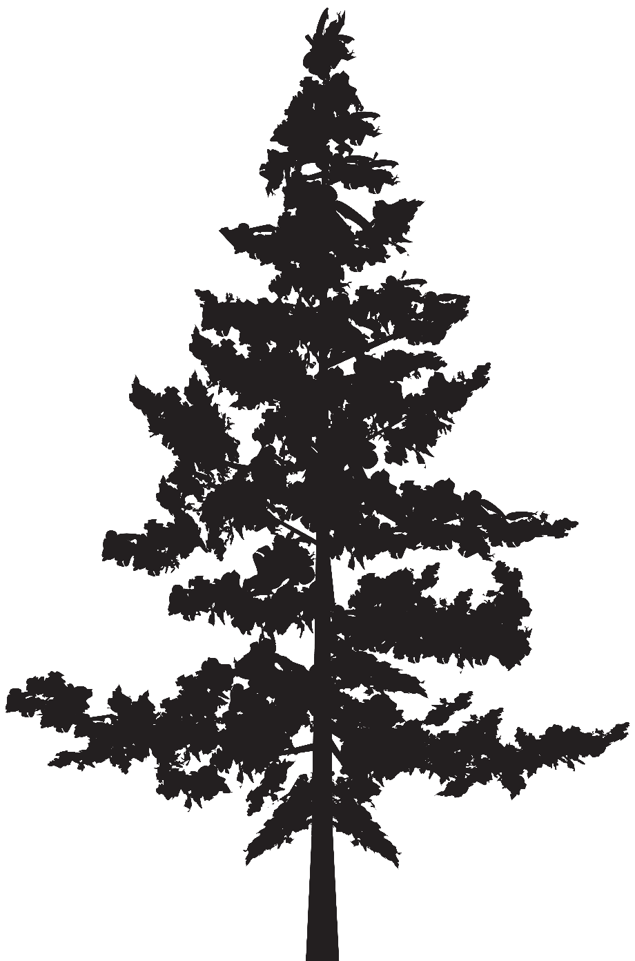 Download High Quality pine tree clip art high resolution Transparent