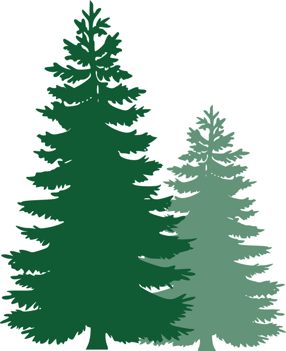 pine tree clip art leaves