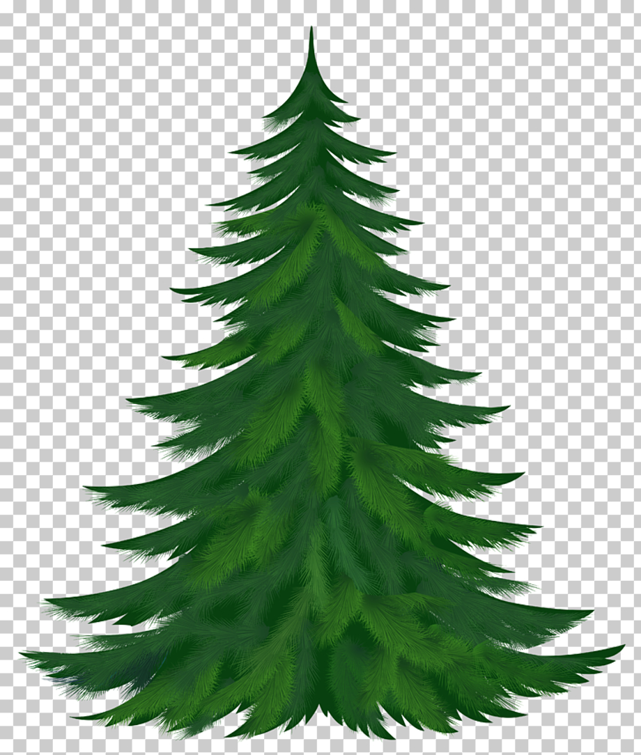 tree transparent pine