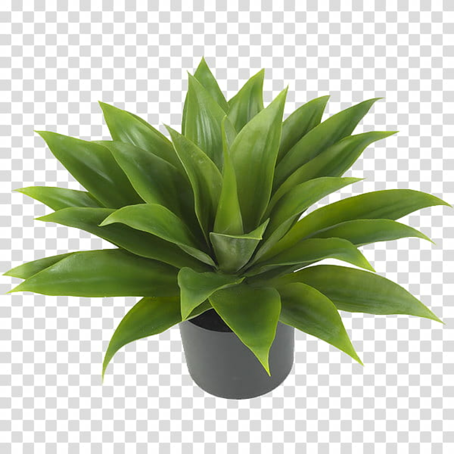 Download High Quality plant clipart aesthetic Transparent PNG Images