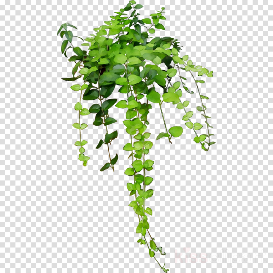 Flower Vine Png Know Your Meme SimplyBe