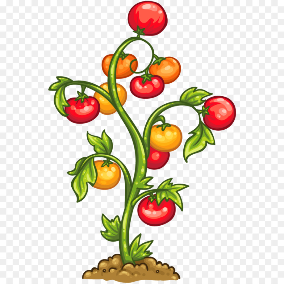 plant clipart fruit