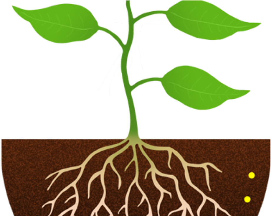 Download High Quality plant clipart root Transparent PNG Images - Art