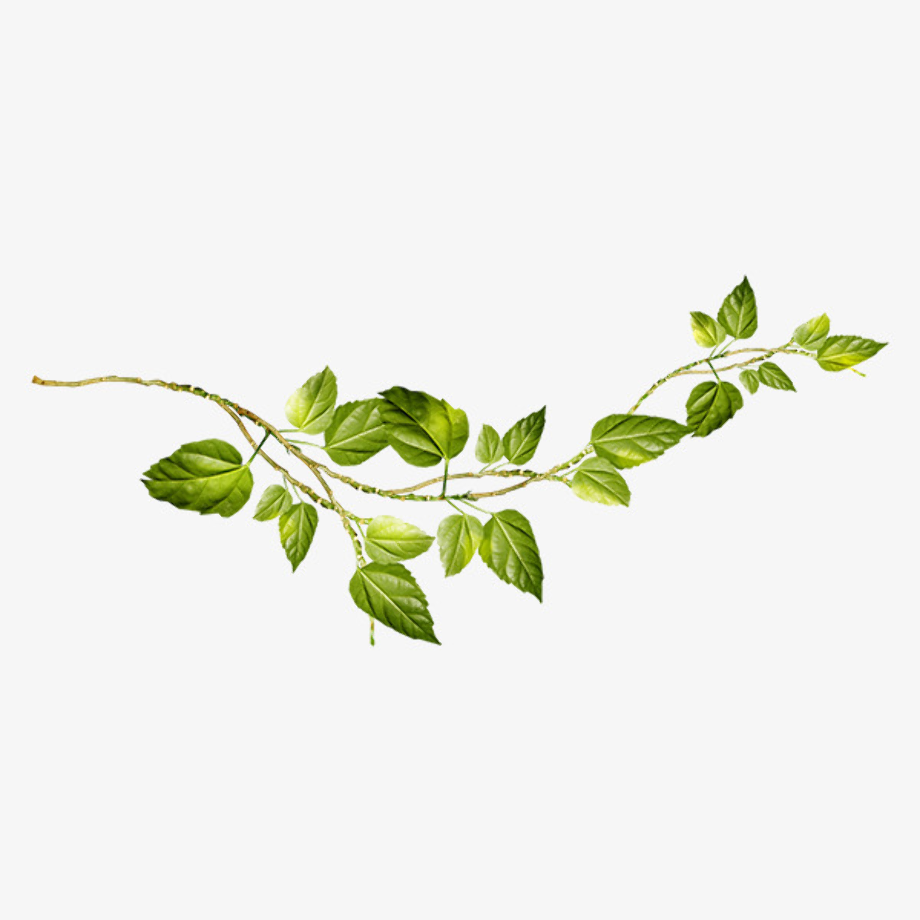 Download High Quality plant clipart vine Transparent PNG Images - Art