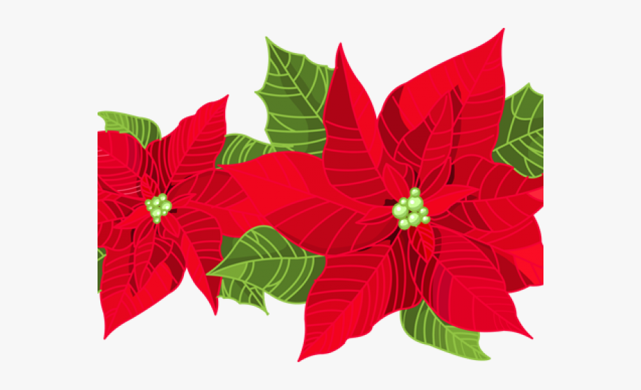 poinsettia clipart clear background